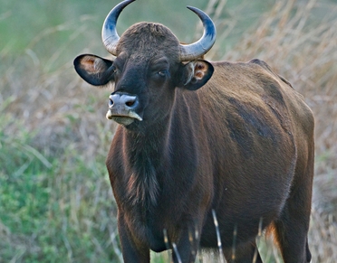 属牛人从20日开始运气好到年底,属牛生在5月20日好吗