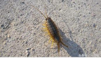 胆小的别进!青岛的海虫子,可以入药可以吃,鲍鱼也在内!