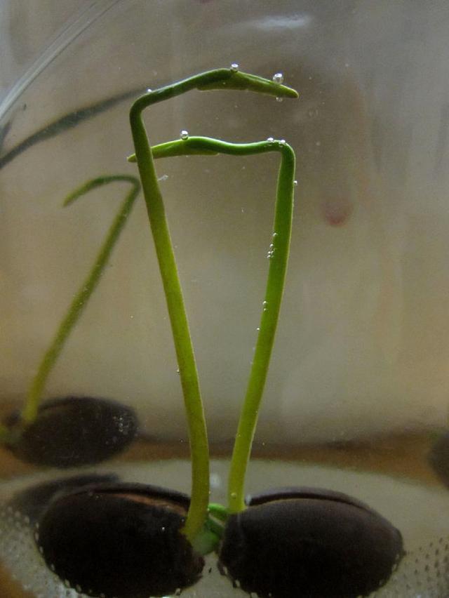 碗莲发完芽之后应该怎么养殖,用碗莲的种子养殖多久可以开花