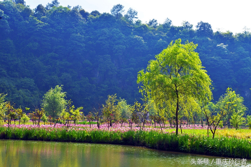 綦江花坝:以花为媒村民吃上旅游饭