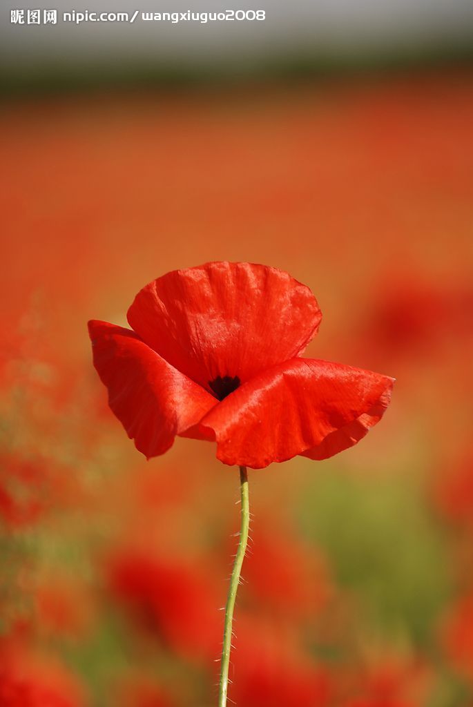 生日花语有哪些,你的生日代表的花语