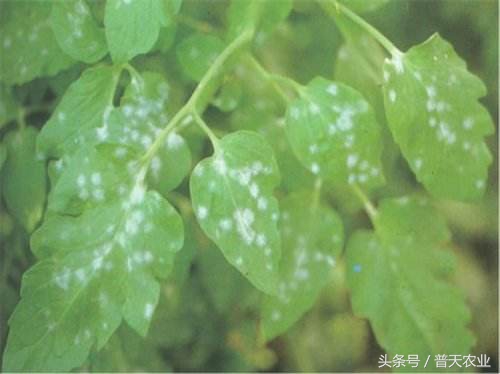 番茄表面有白霜怎么办,番茄染衣服怎么办