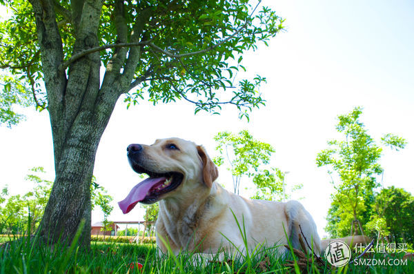 简单训犬小技能,简单学训犬