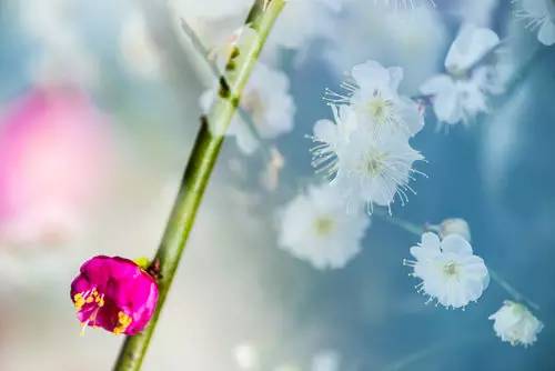 摄影景深有什么用,摄影之景深详解