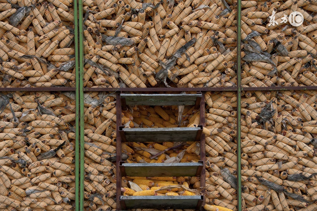 饲料中的霉菌毒素怎么去除,饲料霉菌毒素的危害