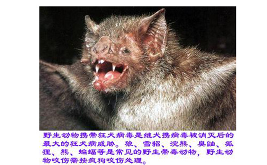 狂犬病要被发作的动物咬到才有吗,动物没有狂犬病咬人会得狂犬病吗