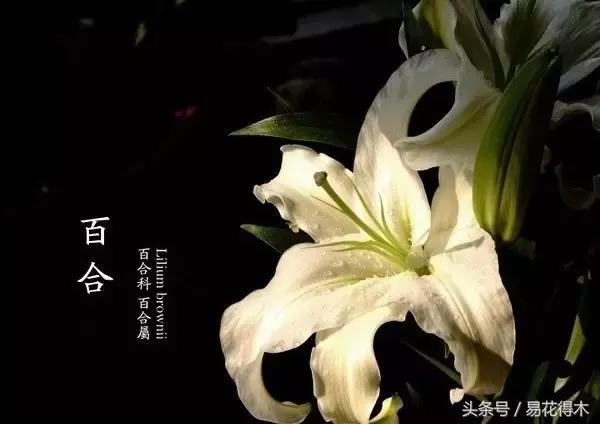 地栽百合花种球会自己繁殖吗,百合花的栽培视频