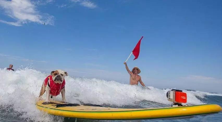 什么人不适合养英牛,都说养宠物的人情商高温柔体贴