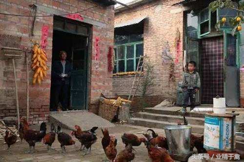 怎样加入京东跑步鸡,京东的扶贫跑步鸡怎么申请