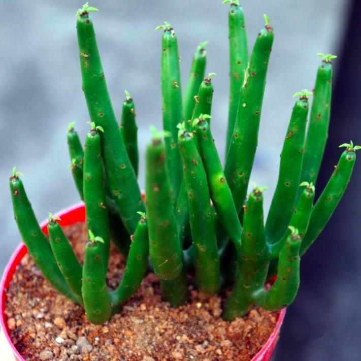 四种有毒的盆栽,家里有毒的盆栽有哪些