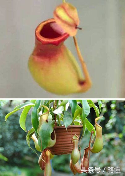 择天记十大武器排名,择天记白帝手持法器大战黑袍