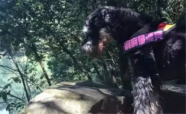 办狗证疑问在线解答,福州狗证办理多长时间能拿到狗证