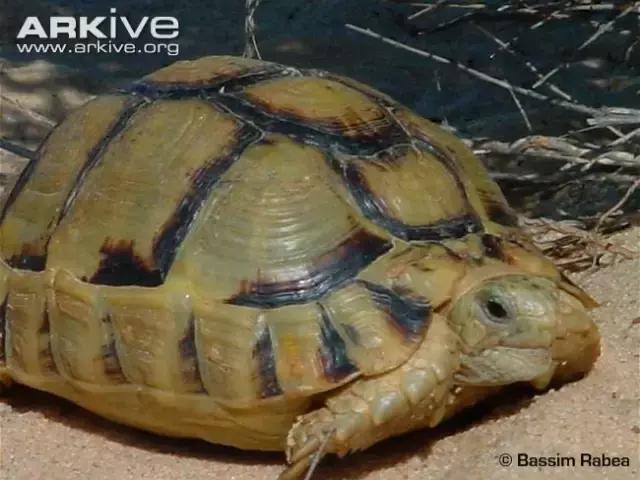 它被人冠以“小安格”的名号,却比真的安哥更金贵