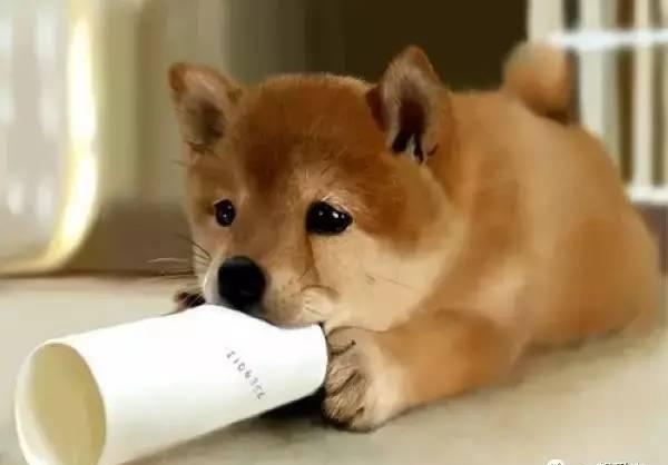 狗狗内心独白：主人，你真的懂我吗？（超感人）