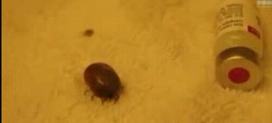 在蜱虫身体注射一氧化碳,蜱虫注入双氧水会怎么样