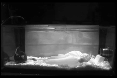 光控大脑,大脑的锁怎么开