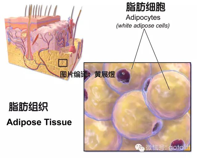 瘦身震动甩脂机,懒人瘦身甩脂机振动