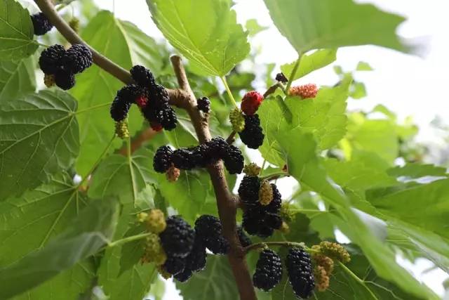 桑葚园采摘技巧,蓟州白桑葚鲜果