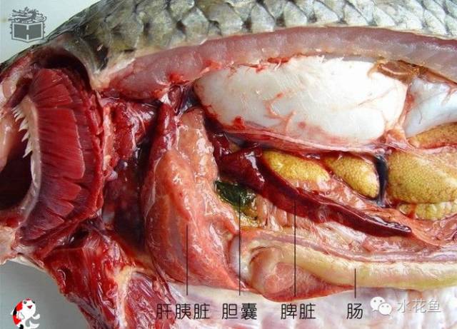 鱼的解剖及内部结构观察,鱼的内部构造讲解