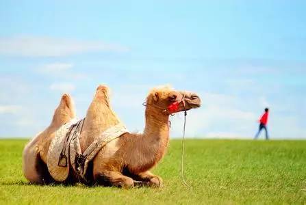 娆ч槼鑻辫鍚姏,娆ч槼鍚姏