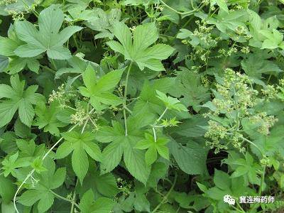 儿童用糖皮质激素喷鼻有依赖性吗 (鼻喷激素怎么操作)