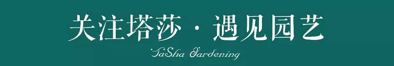 小城花事，泥土中滋生的花园梦