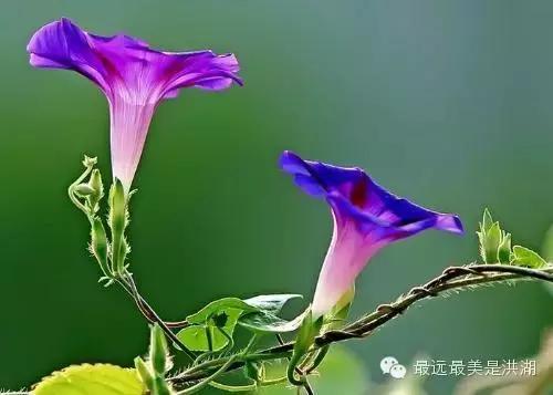 农村随处可见的野草,农村随处可见的草也能卖