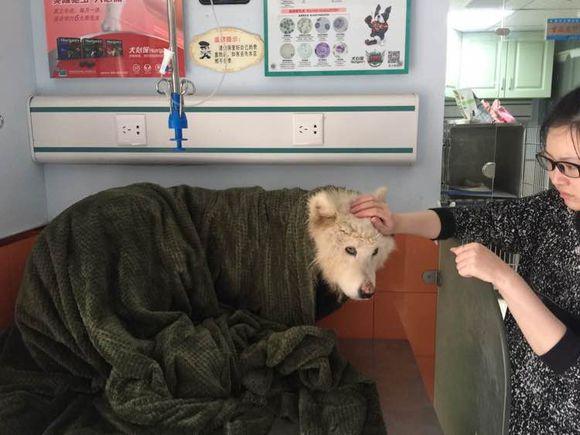 萨摩耶发出臭味,好心人二话不说直接给抱去了医院