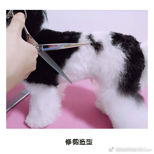 宠物美容学校第一节课学什么,宠物美容学习第一步