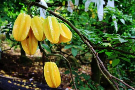 世界电饭煲之乡,中国电饭煲之乡