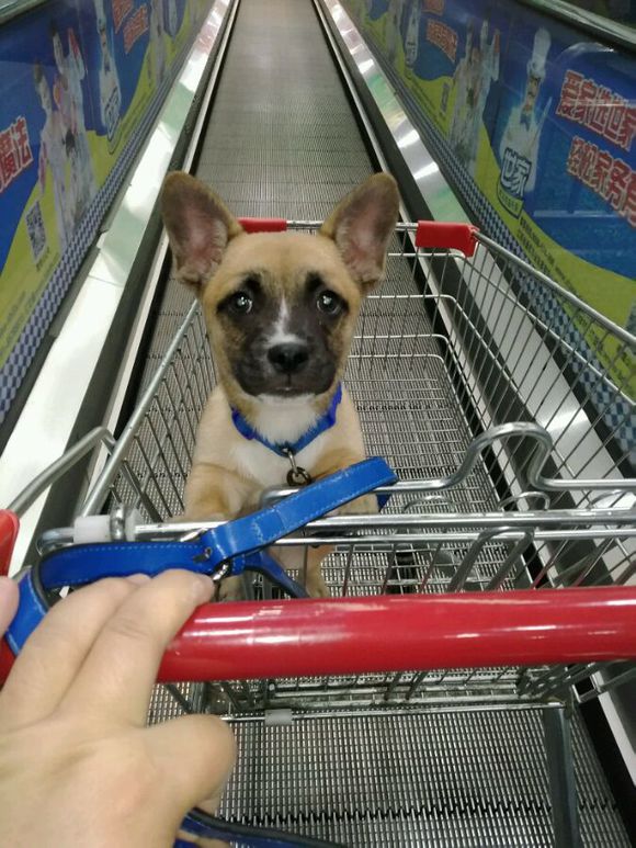 4天186元，治好了狗狗的细小！分享给宠友