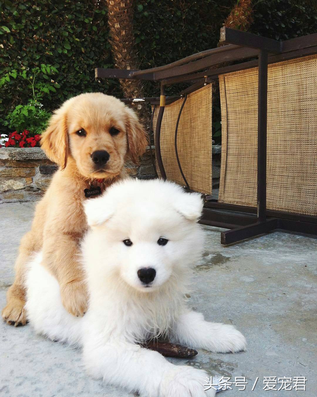 狗狗耳朵原来是立的怎么会垂下去,萌宠趣事是什么意思