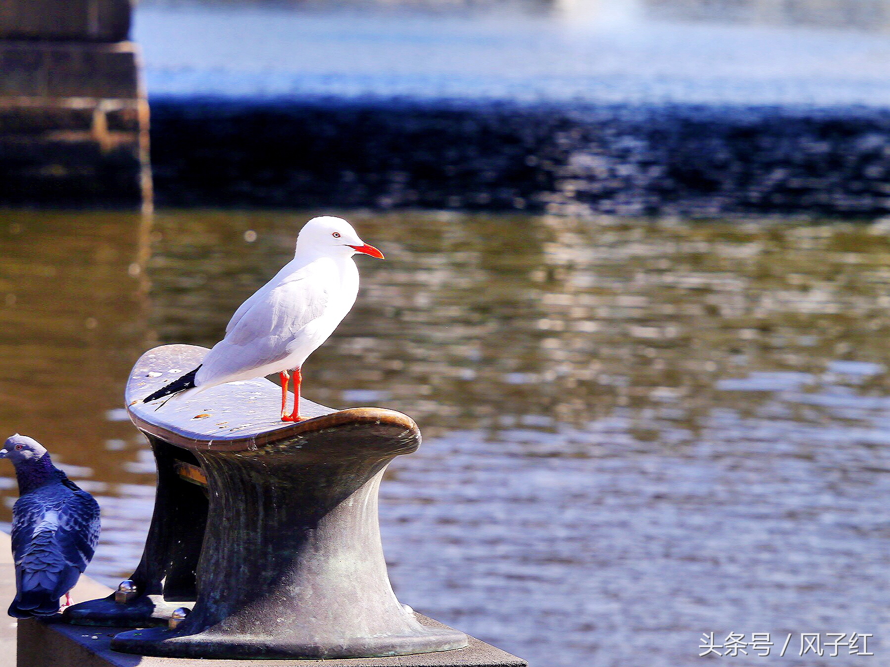 CityTour丨弃车暴走墨尔本,看看人家的街头文化