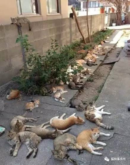 爱吃猫薄荷的喵星人,喵星人遇到猫薄荷