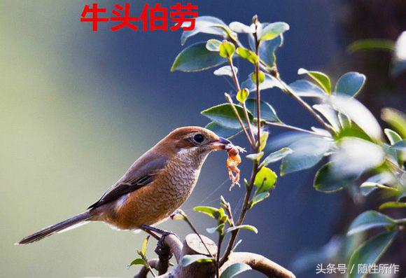 饲养伯劳的最佳温度是多少,伯劳饲养对身体有什么危害