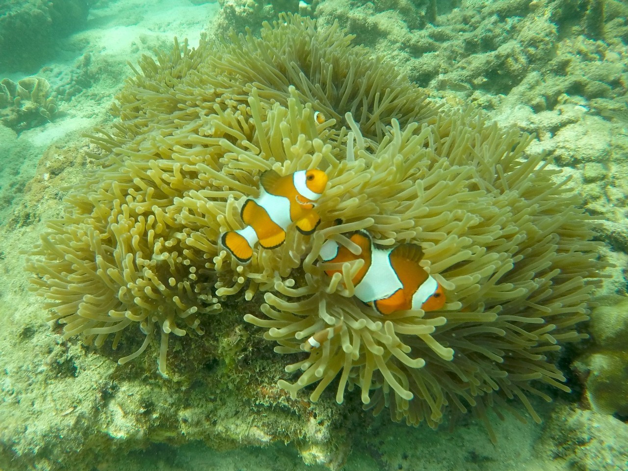 女性独自去旅行遇险,中国女孩独自去泰国遇到危险
