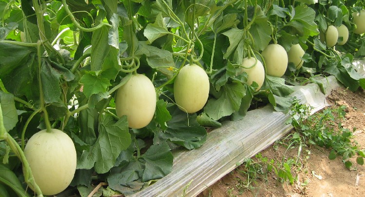 甜瓜白粉病害图片及防治,甜瓜黄泡病怎么治