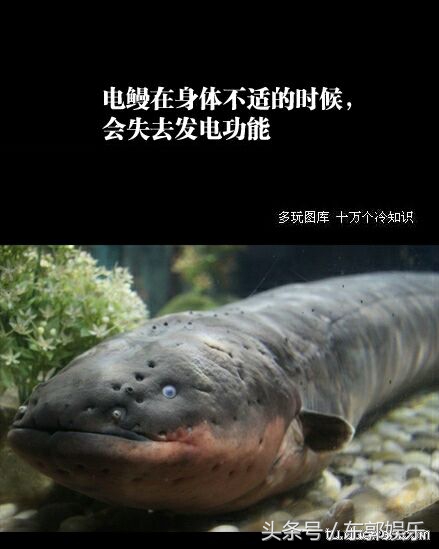 11条冷趣味的冷知识,史上最有意思的冷知识大全