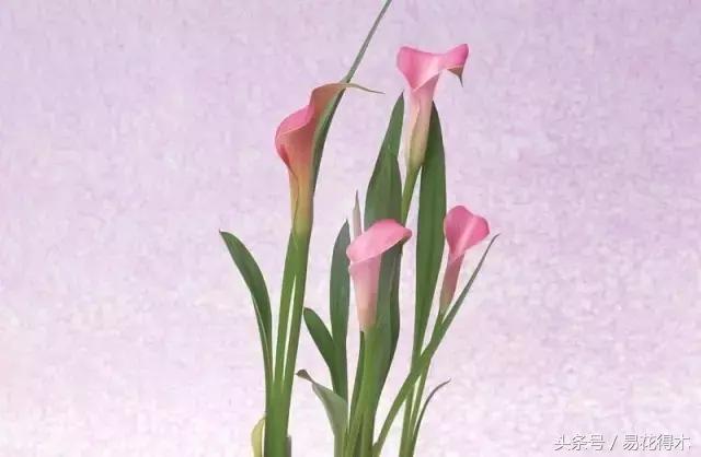 马蹄莲花怎么养护和浇水,如何让马蹄莲一年四季都活着