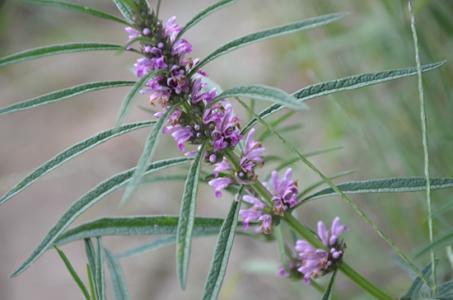 益母草正确喝法,用益母草泡水喝有什么效果