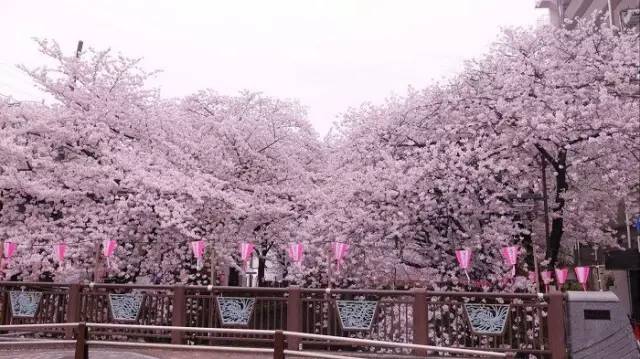 东京超全亲子攻略,东京好玩吗值得去吗