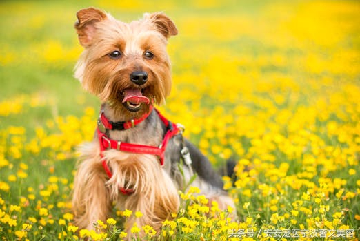 宠物美容师想法,宠物美容师难学吗