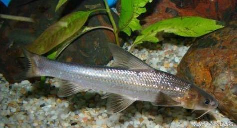 湖南好吃的特产永州祁阳,湖南永州祁阳冷粑做法