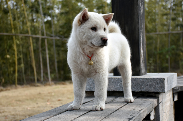 招财大黄狗,土狗大黄来福