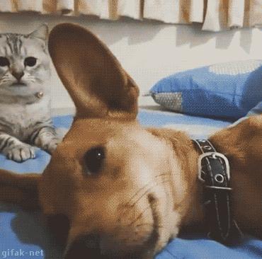 这样拍照真够拼的