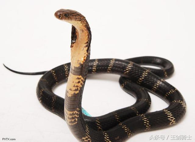 世界十大毒蛇排行榜前十名有哪些,世界十大毒蛇排行榜泰坦蟒