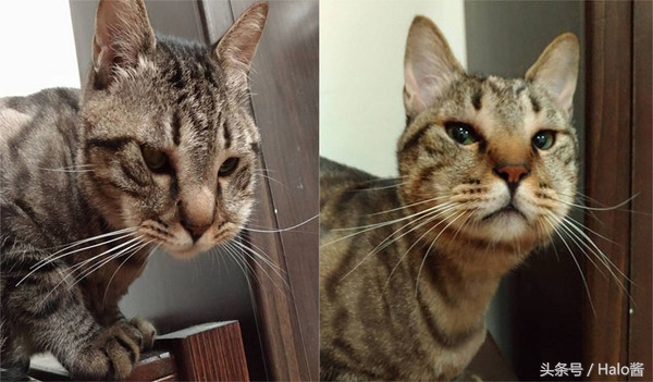 哭笑不得！猫狗大战蜜蜂后……主人该如何及时护理？