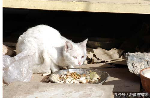 猫妈妈带着小猫向人求助,猫妈妈发现小猫不见了猫妈妈疯了