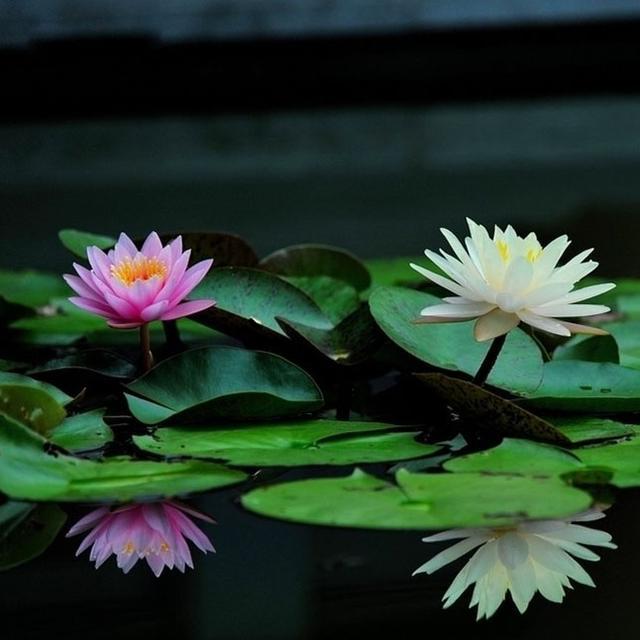 常见的8种进口花，你养过几种？第4种小睡莲最难养