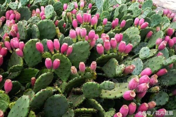 嘴馋了，摘盆花儿来尝尝，第一盆花卉佳肴就闻所未闻